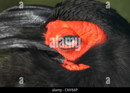 Calao terrestre du sud (Bucorvus leadbeateri), close-up d'un oeil Banque D'Images