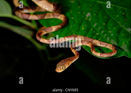 Serpent à tête émoussée, Mapepire Corde Violon, Blunthead Imantodes cenchoa (serpent), l'enroulement sur une feuille, le Honduras, La Mosquitia, Las Marias Banque D'Images