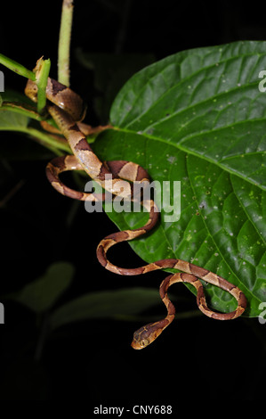 Serpent à tête émoussée, Mapepire Corde Violon, Blunthead Imantodes cenchoa (serpent), l'enroulement sur une feuille, le Honduras, La Mosquitia, Las Marias Banque D'Images