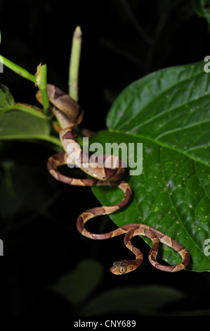 Serpent à tête émoussée, Mapepire Corde Violon, Blunthead Imantodes cenchoa (serpent), l'enroulement sur une feuille, le Honduras, La Mosquitia, Las Marias Banque D'Images