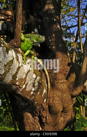 Iguane vert, Iguana iguana iguana (commune), assis sur un arbre, le Honduras, La Mosquitia, Las Marias Banque D'Images