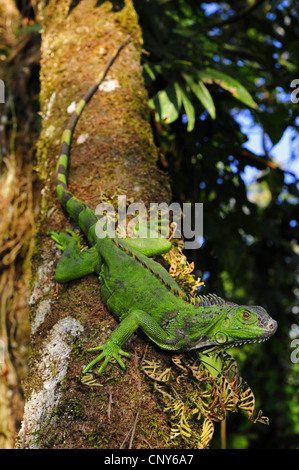 Iguane vert, Iguana iguana iguana (commune), assis sur un arbre, le Honduras, La Mosquitia, Las Marias Banque D'Images