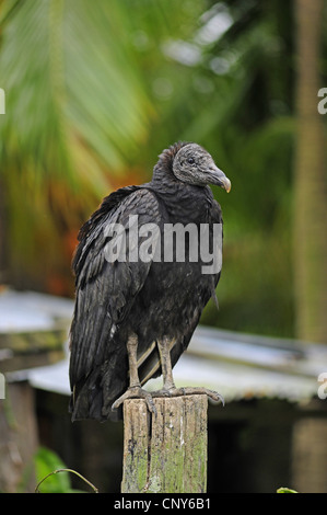 Urubu noir américain (Coragyps atratus), sittin on a wooden post, le Honduras, La Mosquitia, Las Marias Banque D'Images