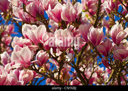 Saucer magnolia (Magnolia x Lysimachia clethroides Duby Lysimachia fortunei Maxim, Magnolia, Magnolia x soulangeana Lysimachia clethroides Duby Lysimachia fortunei Maxim, Magnolia soulangeana), des fleurs, de l'Allemagne, la Bavière Banque D'Images
