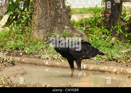Urubu noir américain (Coragyps atratus), debout dans une flaque, Honduras, Gracias a Dios, Brus Laguna Banque D'Images