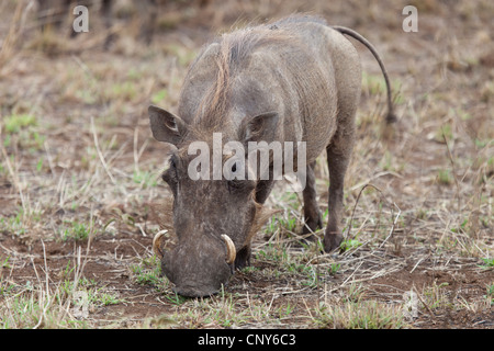L'alimentation de l'Afrique phacochère Banque D'Images