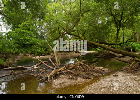 Le saule blanc (Salix alba), Auwald, Allemagne, Bavière, Isental Banque D'Images