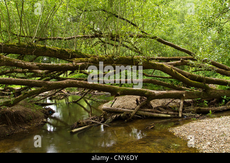 Le saule blanc (Salix alba), Auwald, Allemagne, Bavière, Isental Banque D'Images