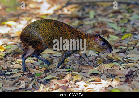 Agouti d'Amérique centrale (Dasyprocta punctata), sur l'alimentation animale, Honduras, Salvador Banque D'Images