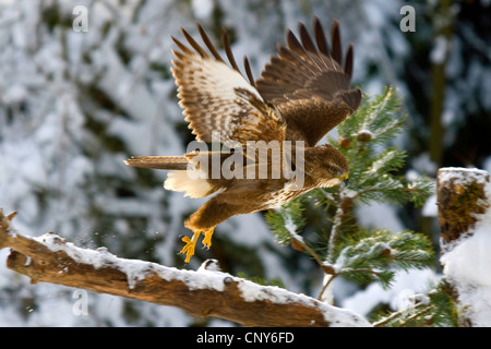Eurasian buzzard (Buteo buteo), décollant d'une branche couverte de neige, Suisse, Sankt Gallen Banque D'Images