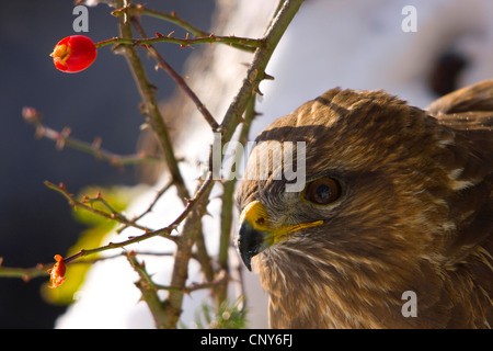 Eurasian buzzard (Buteo buteo), portrait d'une buse avec une rose, direction générale de la Suisse, Sankt Gallen Banque D'Images