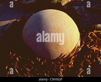 Soleil du matin sur l'un des fameux Moeraki Boulders, Moeraki, île du Sud, Nouvelle-Zélande Banque D'Images