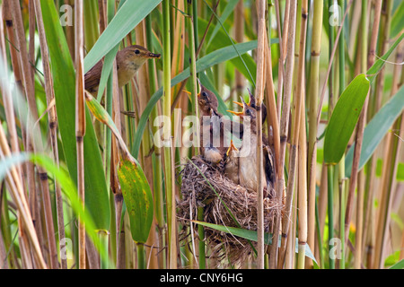 Reed (Acrocephalus scirpaceus), les poussins à l'envol sont presque mendier dans le nid alors qu'un adulte arrive, l'Allemagne, la Bavière Banque D'Images