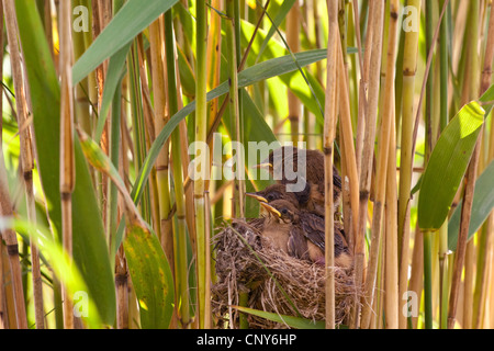 Reed (Acrocephalus scirpaceus), près de poussins dans le nid à part entière, l'Allemagne, la Bavière Banque D'Images