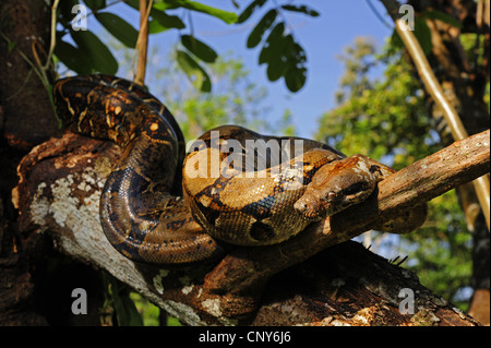 Red-tailed Boa constrictor (Boa), reposant sur une branche, le Honduras, La Mosquitia, Las Marias Banque D'Images