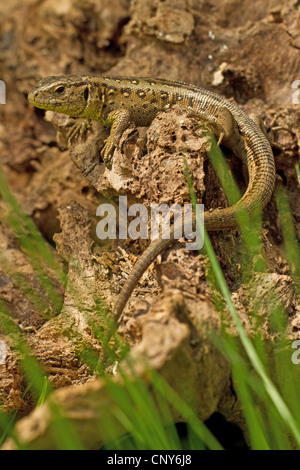 Sand lizard (Lacerta agilis), femme de soleil, l'Allemagne, la Bavière Banque D'Images