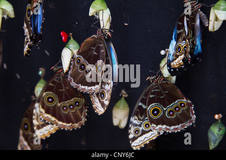 Les papillons et les cocons dans Selvatura Park, Monteverde, Costa Rica, Amérique Centrale Banque D'Images