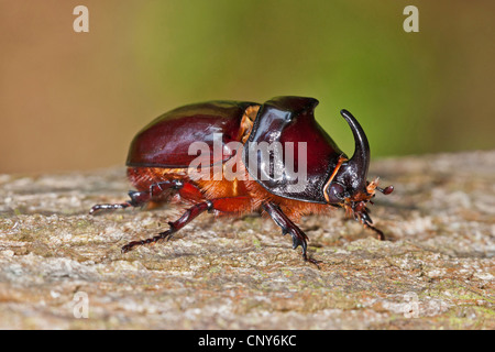 European du scarabée rhinocéros (Oryctes nasicornis), homme à un tronc d'arbre, Croatie, Istrie Banque D'Images