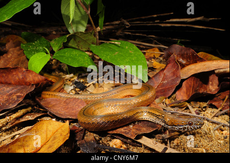 Serpent à deux points, marbrée-jaw Spot-bellied Snake (Coniophanes bipunctatus ), sur le terrain, Honduras, Roatan Banque D'Images