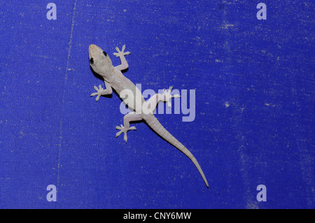 Maison commune (Gecko Hemidactylus frenatus ), assis sous un parasol, Honduras, Salvador Banque D'Images