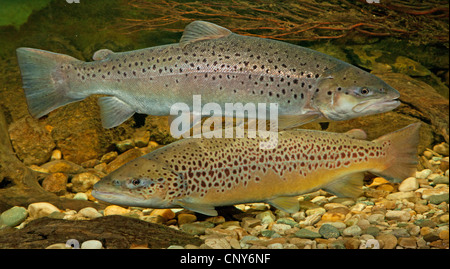 La truite de lac (Salmo trutta lacustris), milkner (ci-dessus) et l'ensemble des reproducteurs au rez d'un plan d'eau Banque D'Images