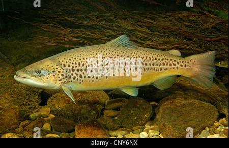 La truite de lac (Salmo trutta lacustris), portrait d'un géniteur Banque D'Images