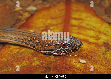 Serpent à deux points, marbrée-jaw spot-bellied snake (Coniophanes bipunctatus), portrait sur une feuille sèche, Honduras, Roatan Banque D'Images