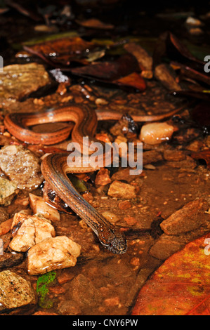 Serpent à deux points, marbrée-jaw spot-bellied snake (Coniophanes bipunctatus), couché dans une eau peu profonde, Honduras, Roatan Banque D'Images