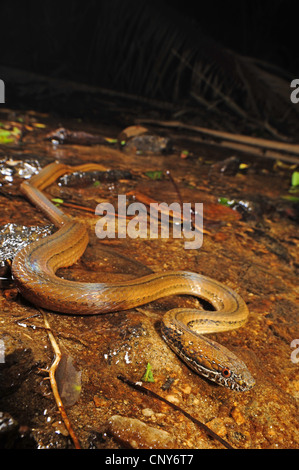 Serpent à deux points, marbrée-jaw spot-bellied snake (Coniophanes bipunctatus), sur sol humide, Honduras, Roatan Banque D'Images