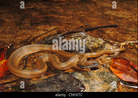 Serpent à deux points, marbrée-jaw spot-bellied snake (Coniophanes bipunctatus), couché dans une eau peu profonde, Honduras, Roatan Banque D'Images