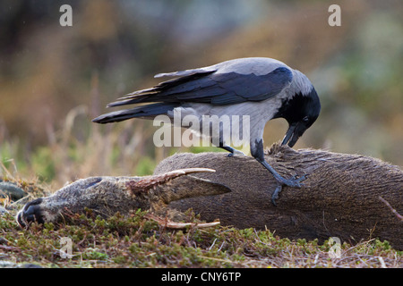 Hooded crow (Corvus corone cornix), se nourrissant de chevreuil mort, Norvège Banque D'Images