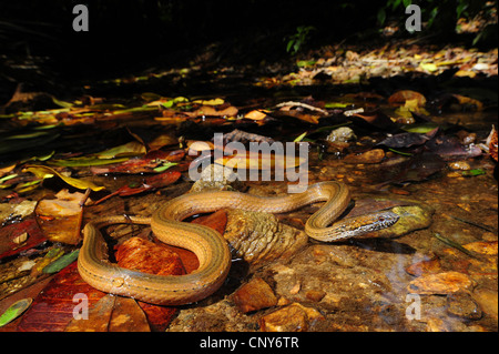 Serpent à deux points, marbrée-jaw spot-bellied snake (Coniophanes bipunctatus), couché dans une eau peu profonde, Honduras, Roatan Banque D'Images