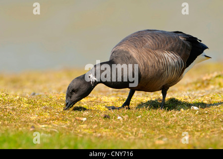 La Bernache cravant (Branta bernicla), le pâturage Banque D'Images