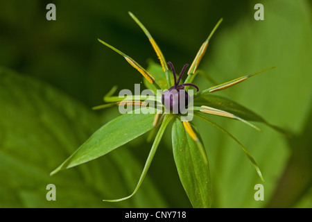 Herb Paris (Paris quadrifolia), fleur, Germany Banque D'Images