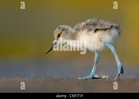 Avocette élégante (Recurvirostra avosetta), squeaker Banque D'Images