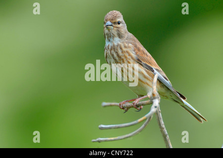 (Carduelis cannabina linnet, Acanthis cannabina), femme assise sur une branche, Allemagne Banque D'Images