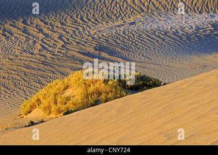 Les arbustes le long de la Mesquite Sand Dunes au lever du soleil, USA, Californie, Death Valley National Park Banque D'Images