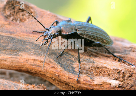 Domaine zabre (Carabus granulatus), assis sur le bois, Allemagne Banque D'Images