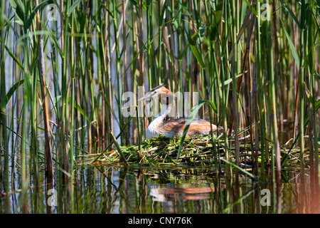 Grèbe huppé (Podiceps cristatus), sur la natation nest, Allemagne, Bavière, Staffelsee Banque D'Images