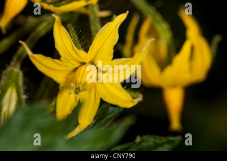 Jardin la tomate (Solanum lycopersicum, Lycopersicon esculentum), fleurs Banque D'Images