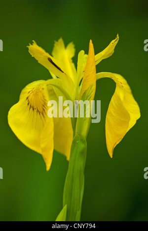Iris jaune, drapeau jaune (Iris pseudacorus), fleur, Germany