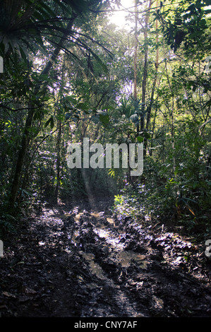 Monkey river trail, Belize Banque D'Images