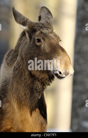 Le wapiti, l'orignal (Alces alces alces), portrait d'une vache elk , Allemagne, Bavière, Parc National de la Forêt bavaroise Banque D'Images