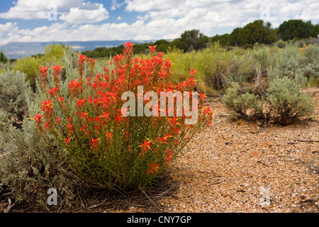 Indian Paintbrush (Castilleja spec.), qui fleurit en désert, USA, Utah Banque D'Images