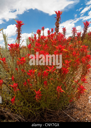 Indian Paintbrush (Castilleja spec.), la floraison, USA, Utah Banque D'Images