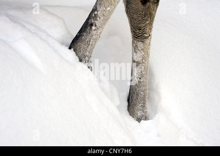 Le wapiti, l'orignal (Alces alces alces), pattes de debout dans la neige, l'Allemagne, la Bavière, le Parc National de la Forêt bavaroise Banque D'Images