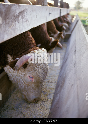 Bovins Hereford taureaux de manger du grain à une mangeoire en bois, l'été sur un Gallatin Valley Ranch, Montana, USA Banque D'Images