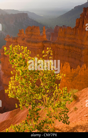 American tremble, tremble, peuplier faux-tremble (Populus tremuloides), croissant sur le bord de Bryce Canyon, USA, Utah, Bryce Canyon National Park, Colorado Plateau Banque D'Images