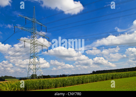 Le maïs, le maïs (Zea mays), champ de maïs et les lignes d'alimentation électrique, l'Allemagne, la Bavière Banque D'Images