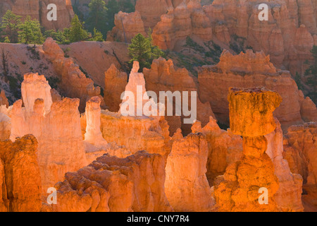 Hoodoo célèbre "Thor's Hammer" et bizarrement dans les érosions en forme d'amphithéâtre naturel géant de Bryce Canyon dans la lumière du matin, USA, Utah, Bryce Canyon National Park, Colorado Plateau Banque D'Images